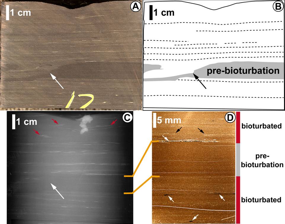 proof that pseudolamina from previous image are indeed due to bioturbation