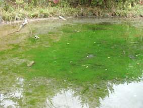 filamentous green algae