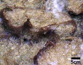 microbial pinnacles