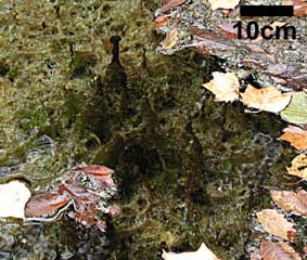 microbial pinnacles BGA and diatoms