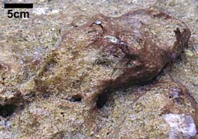 microbial film in creek bed on cobbles