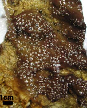 diatom rich algal felt