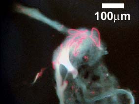 sulfur bacteria in fluorescent light