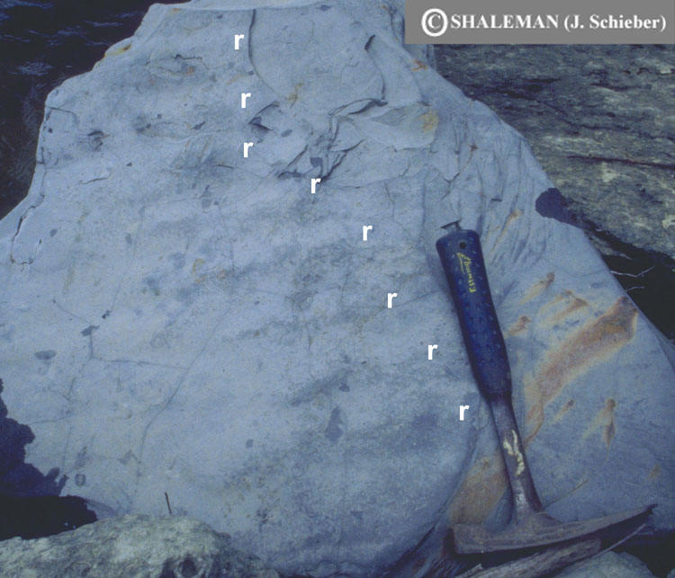 ripples on bedding plane of new albany shale