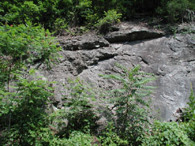 Flynn Creek crater basal breccia